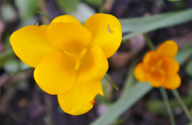 Yellow Crocus Photo Copyright Christine Matthews and licensed for reuse under this Creative Commons Licencehttp://www.geograph.org.uk/photo/1188634, 